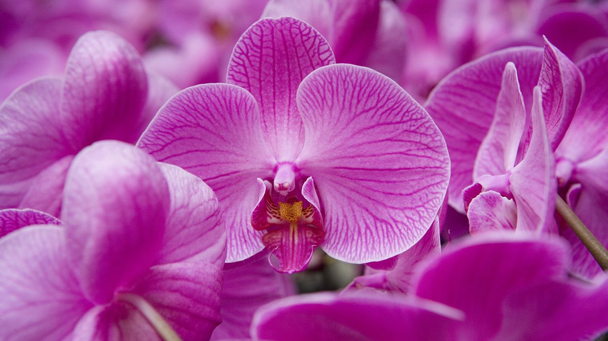 Orchids stock image