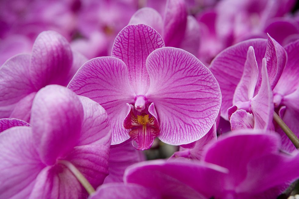 Orchids stock image