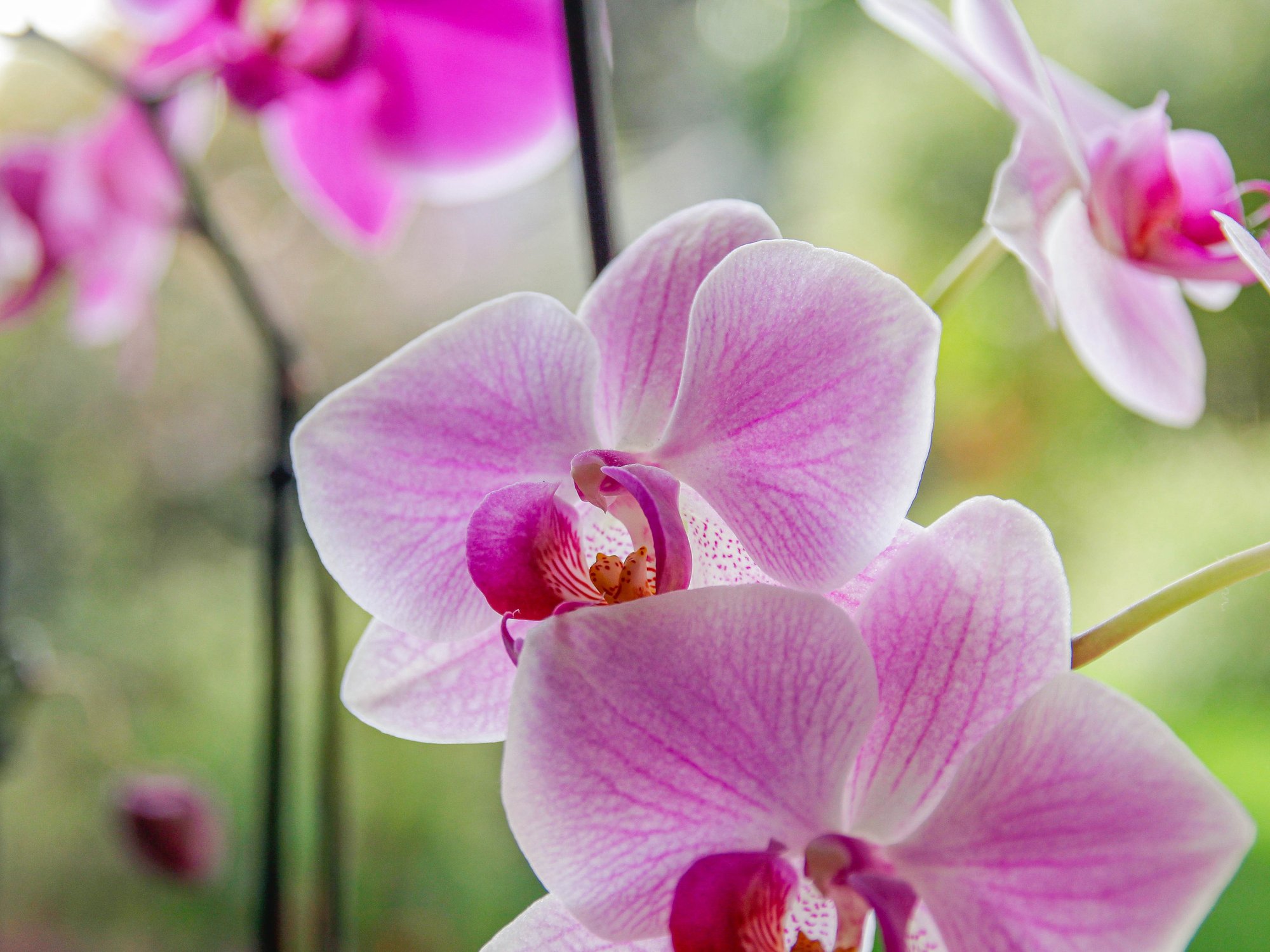 orchids