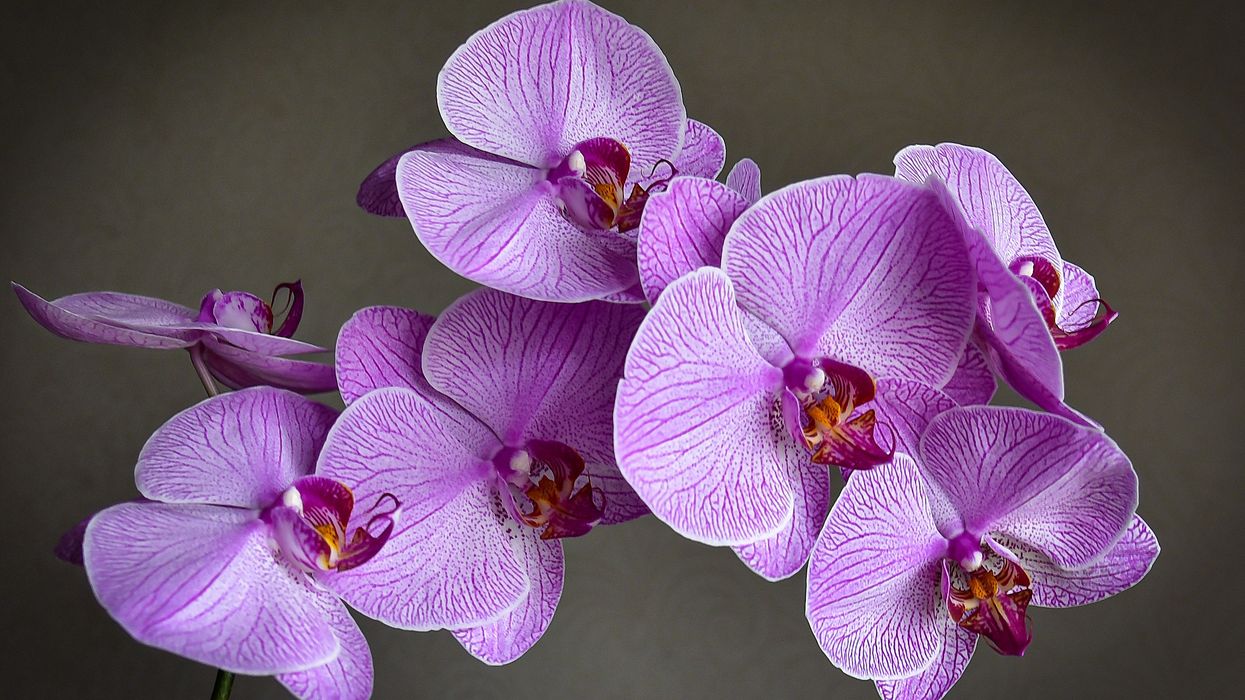 Orchids