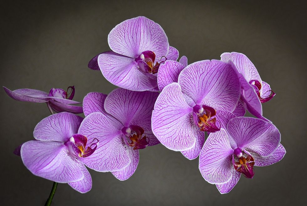 Orchids 