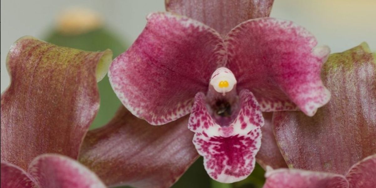 NextImg:Orchid care: 'Ideal' place to keep the plants in your home or risk 'scorching the leaves'