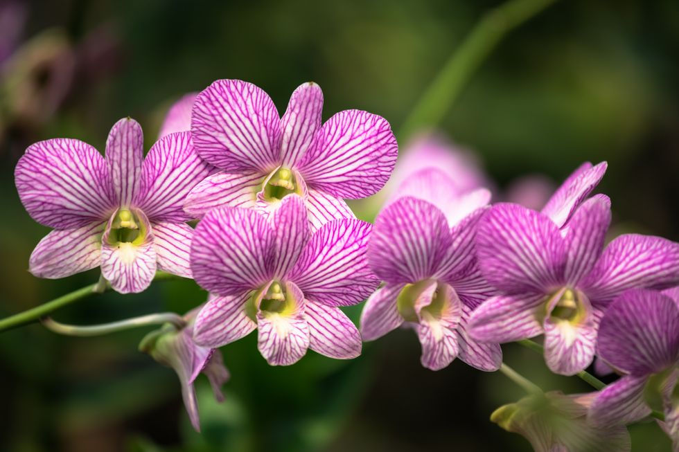 orchids