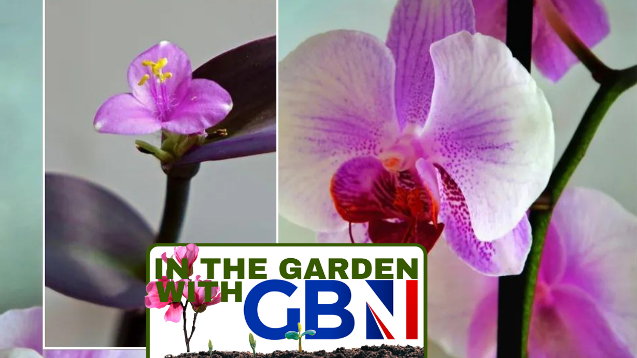 Orchids