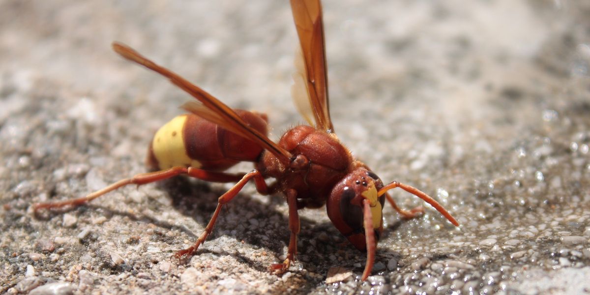 NextImg:Plague of hornets with EXCRUTIATING stings sweeps Rome - 'Infestation!'