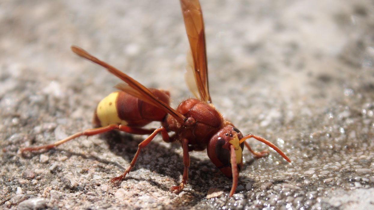 Oriental hornet