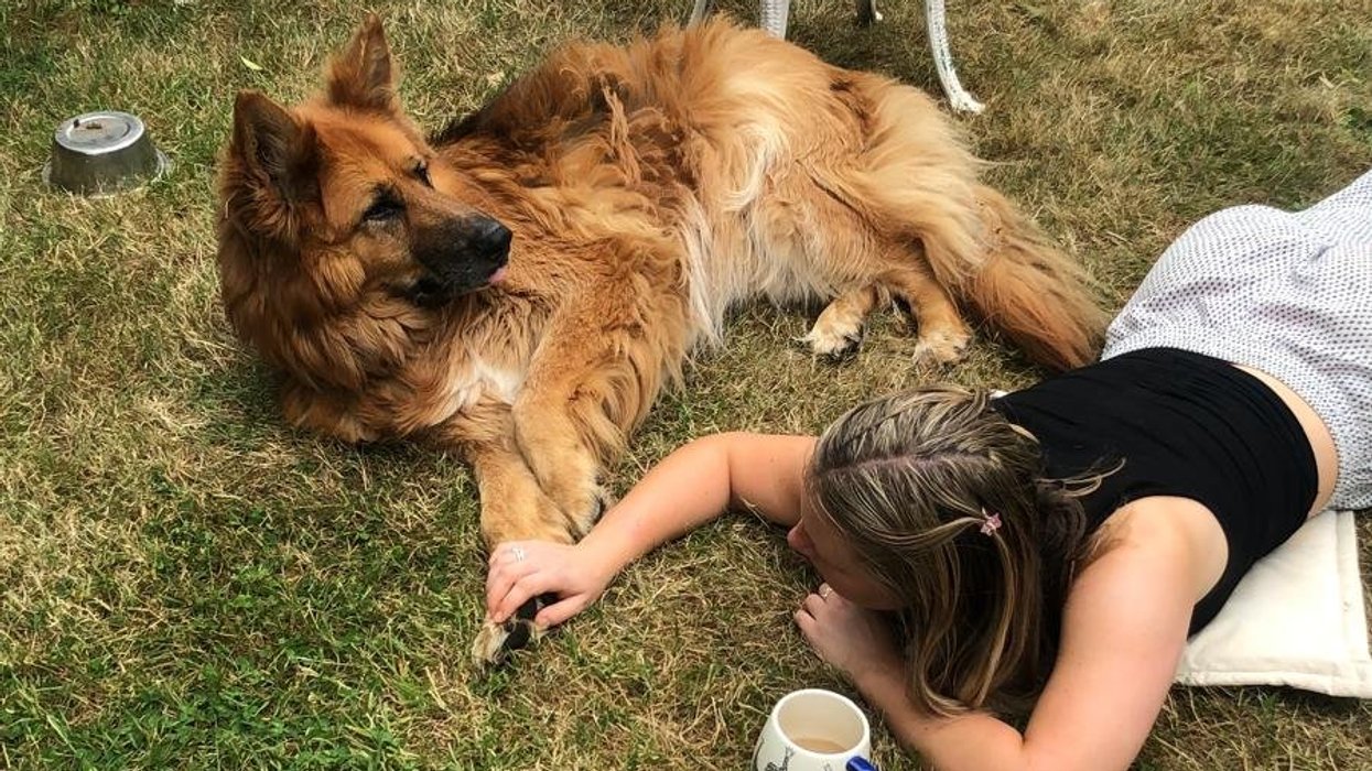 Oscar the dog