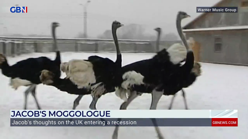 Ostriches