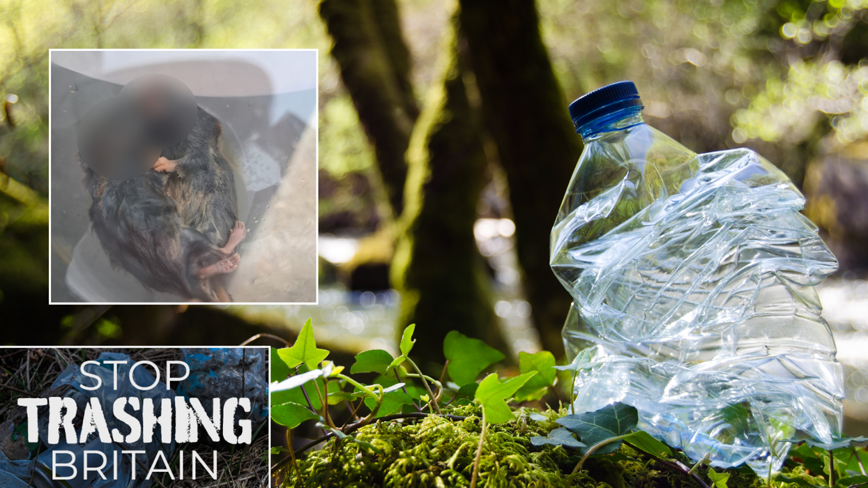 Animals trapped in litter dying 'slowly and painfully' as Britons urged to 'keep wildlife safe'