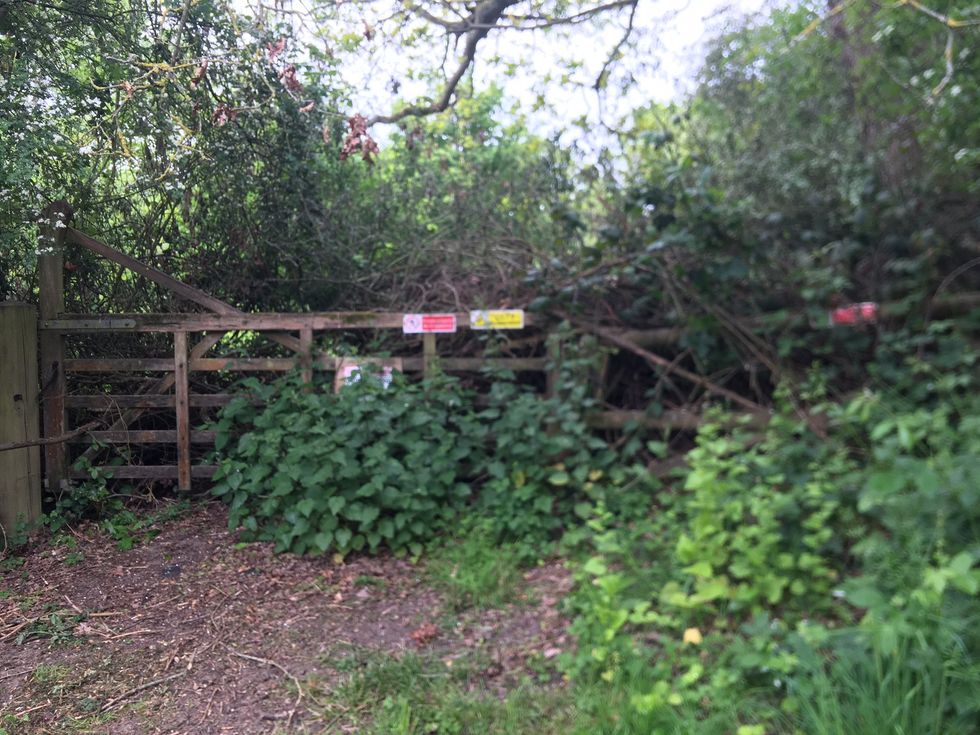 Overgrown fence