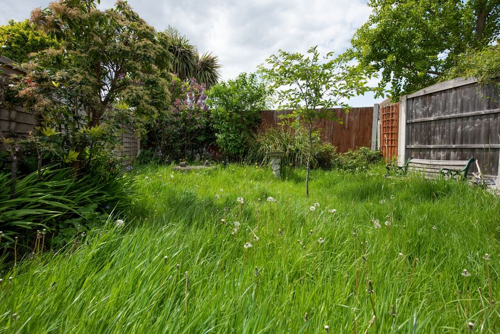 Overgrown garden