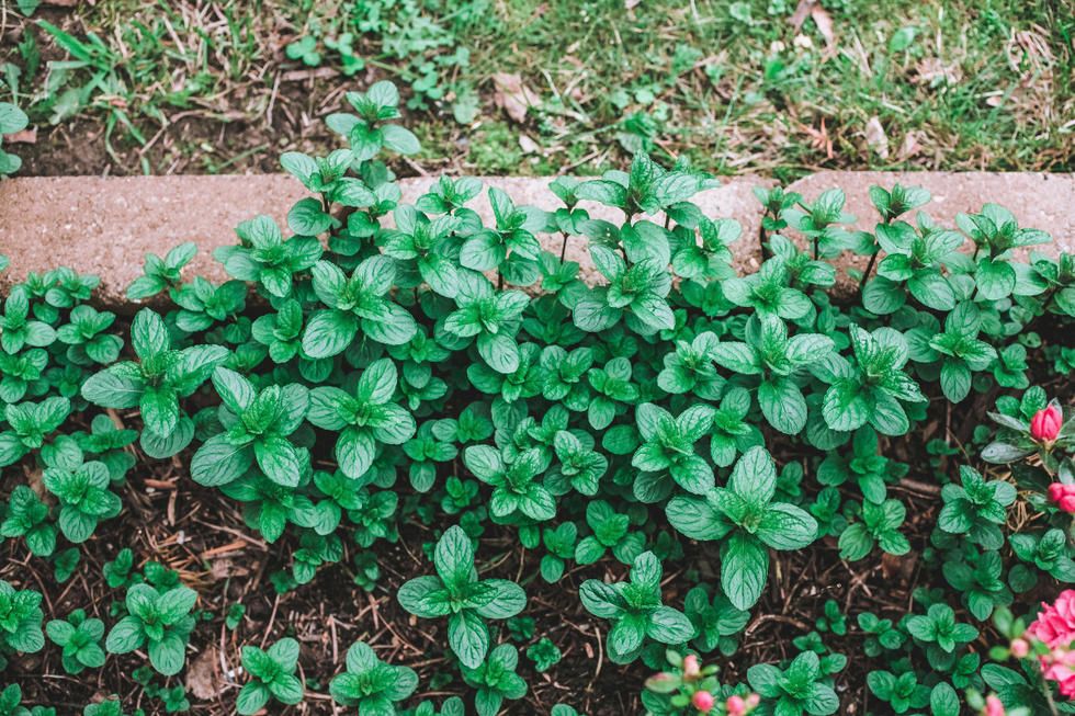 Overgrown mint plants