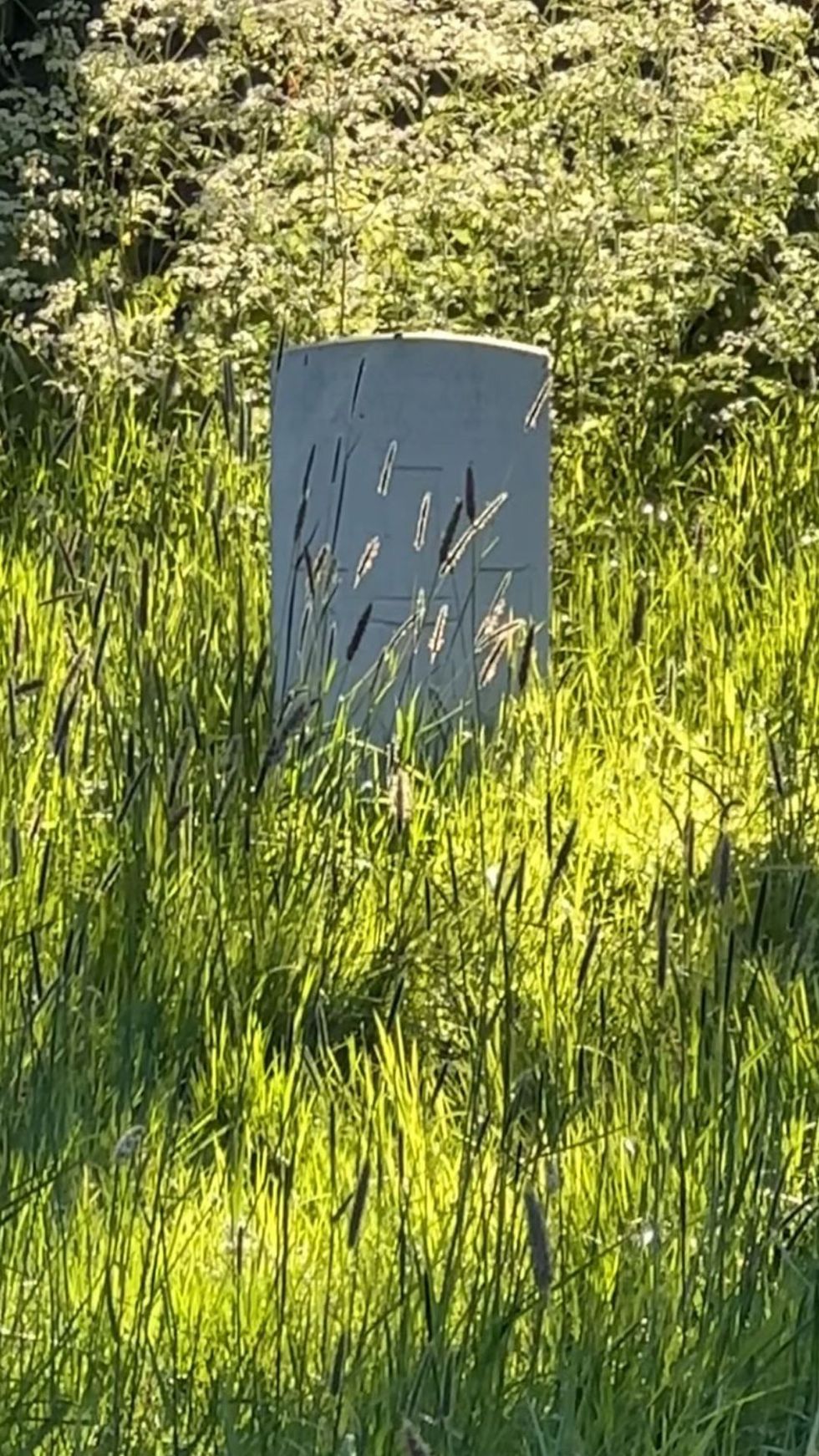 Overgrown war graves