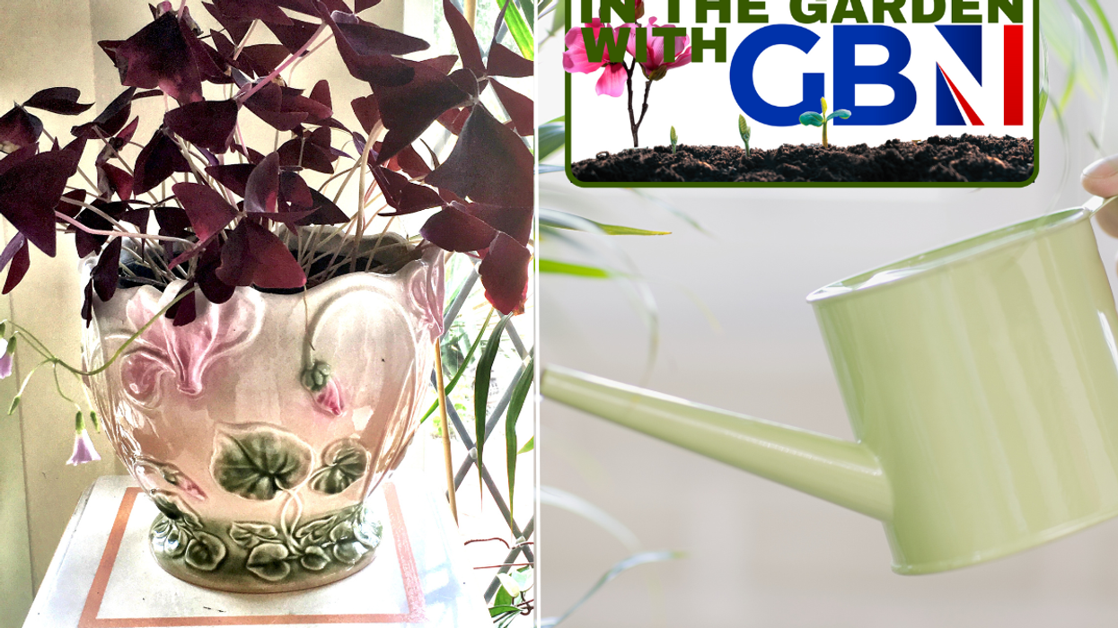 Oxalis triangularis / watering can