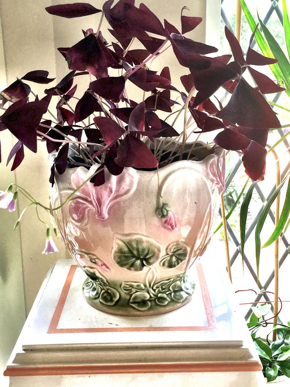 Oxalis triangularis