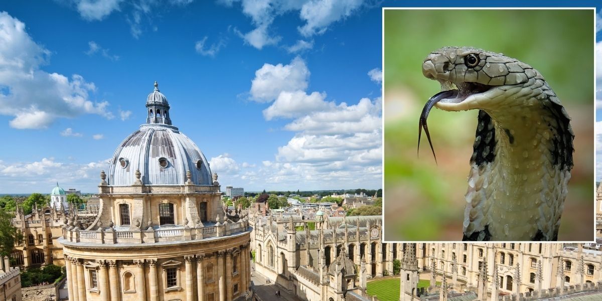 NextImg:Oxford residents sent into frenzy after claims 'highly venomous' snake missing and on the loose