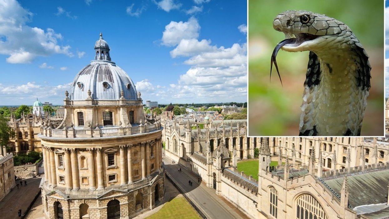 Oxford residents sent into frenzy after claims 'highly venomous' snake missing and on the loose