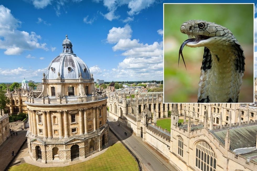 Oxford residents sent into frenzy after claims 'highly venomous' snake missing and on the loose