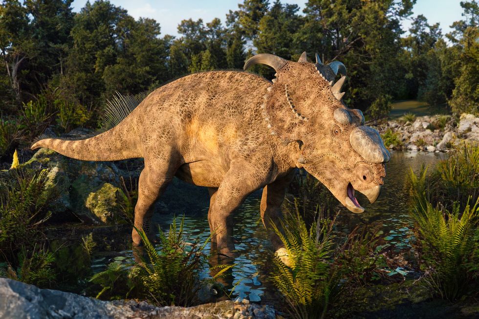 Pachyrhinosaurus