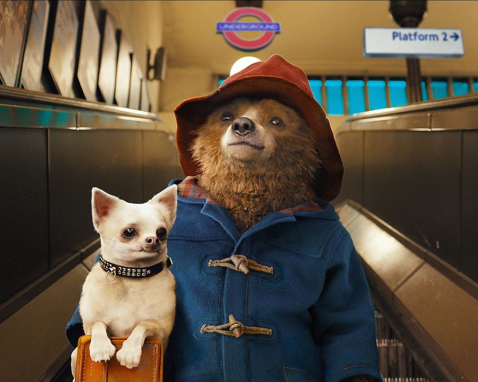 Paddington Bear