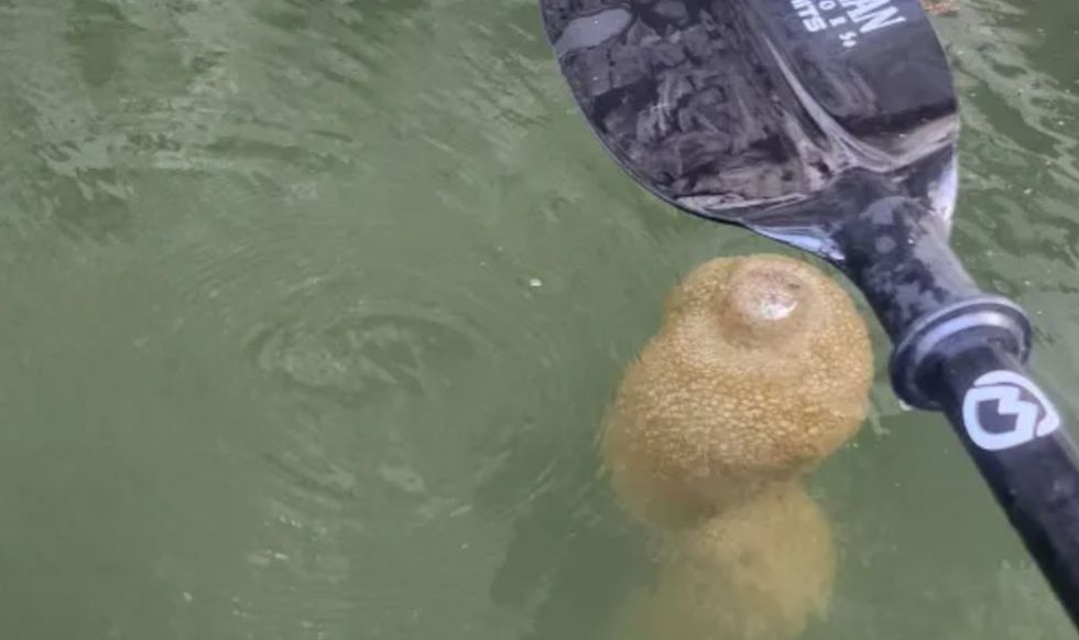 Paddle hovers above a bryozoan