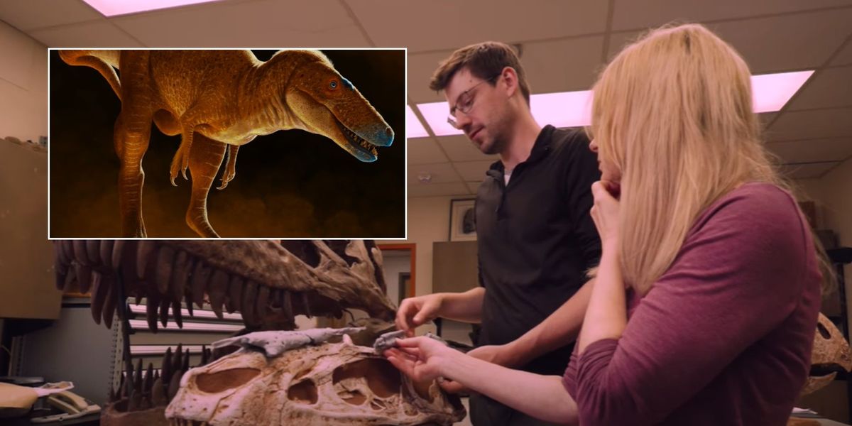 NextImg:New series of dinosaur discovered that rewrites history of T-Rex