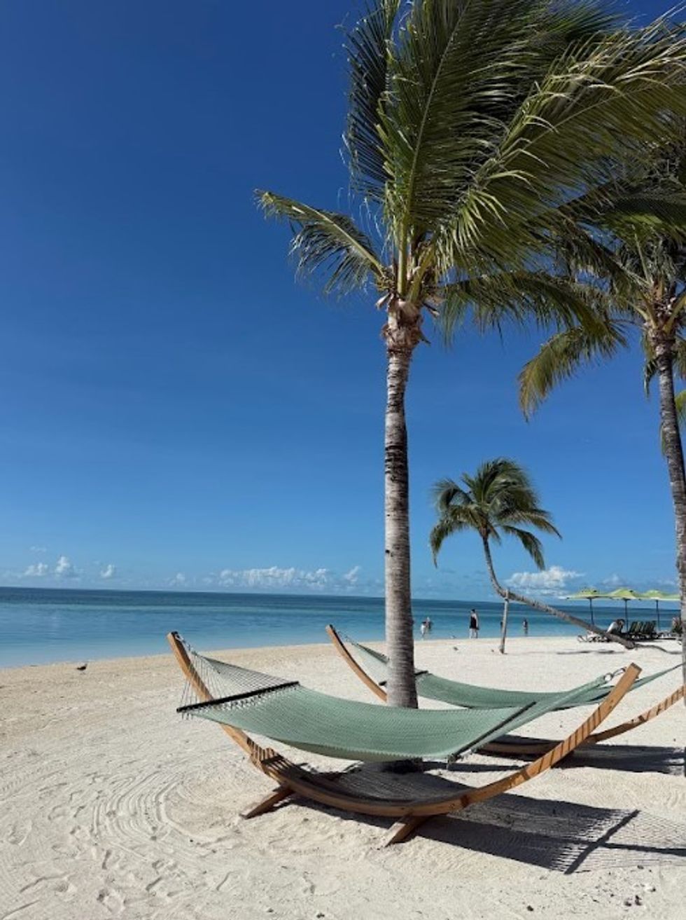 Palm Tree at Coco Beach Club