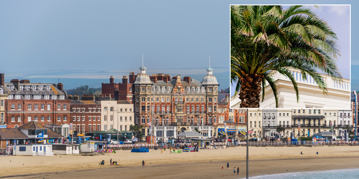 NextImg:Lib Dem-led council lambasted after splashing £10k on chopping down ‘important’ palm trees