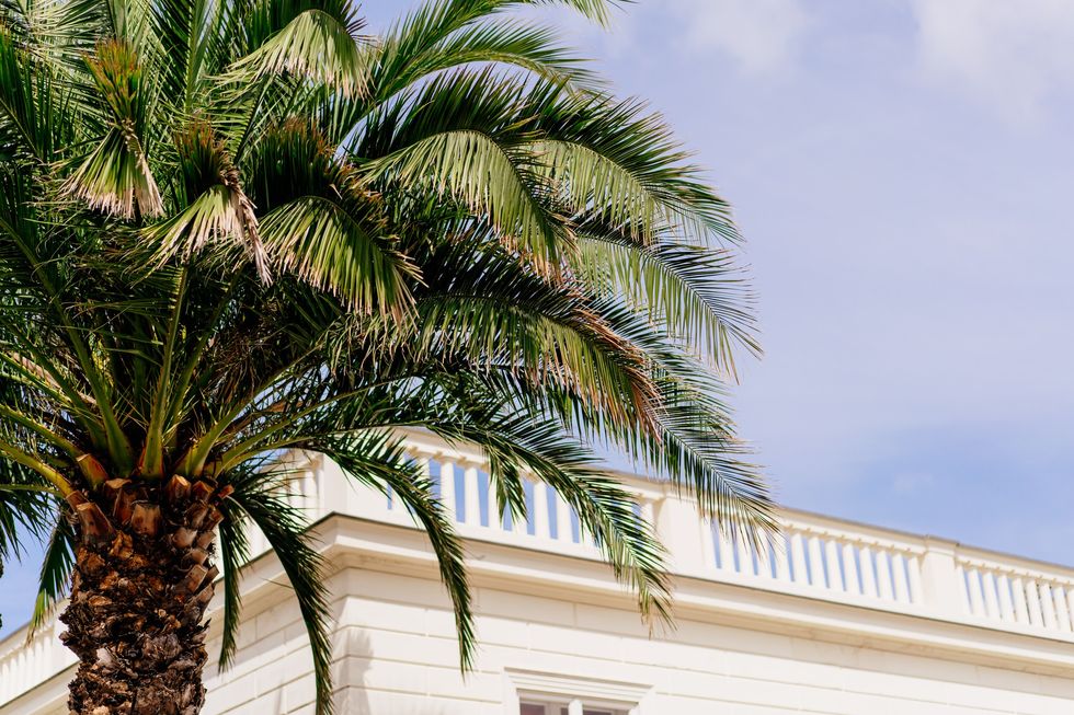 Palm tree