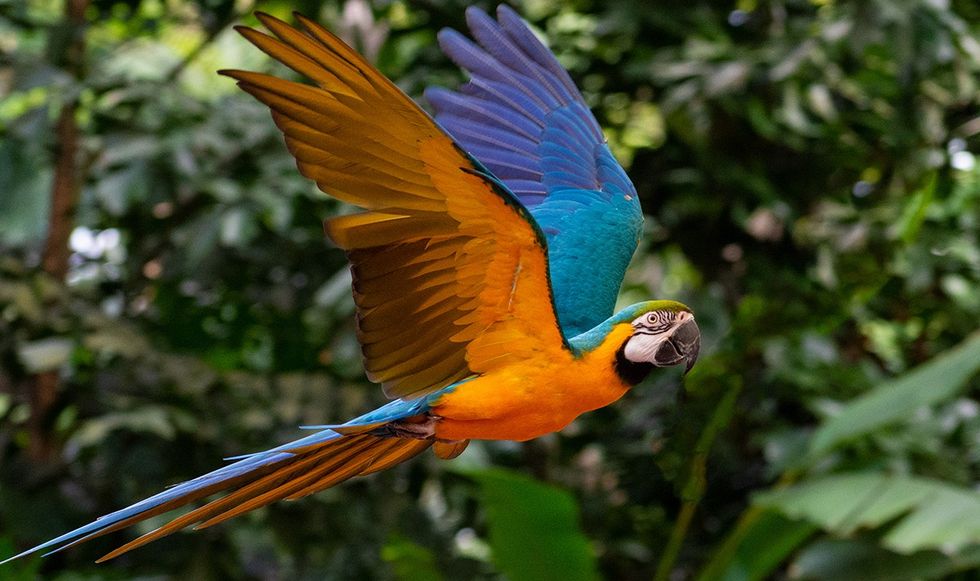Parrot flying