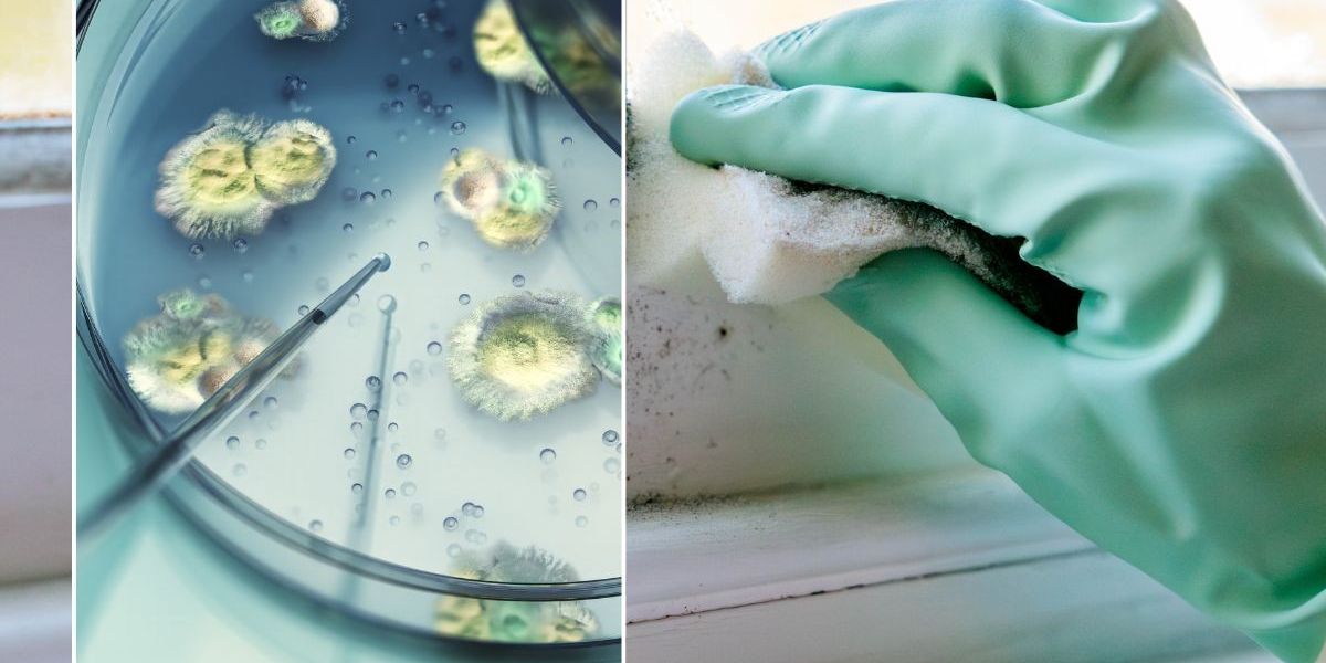NextImg:Scientists warn of 'serious threat' as killer mould sweeping Europe could infect millions annually