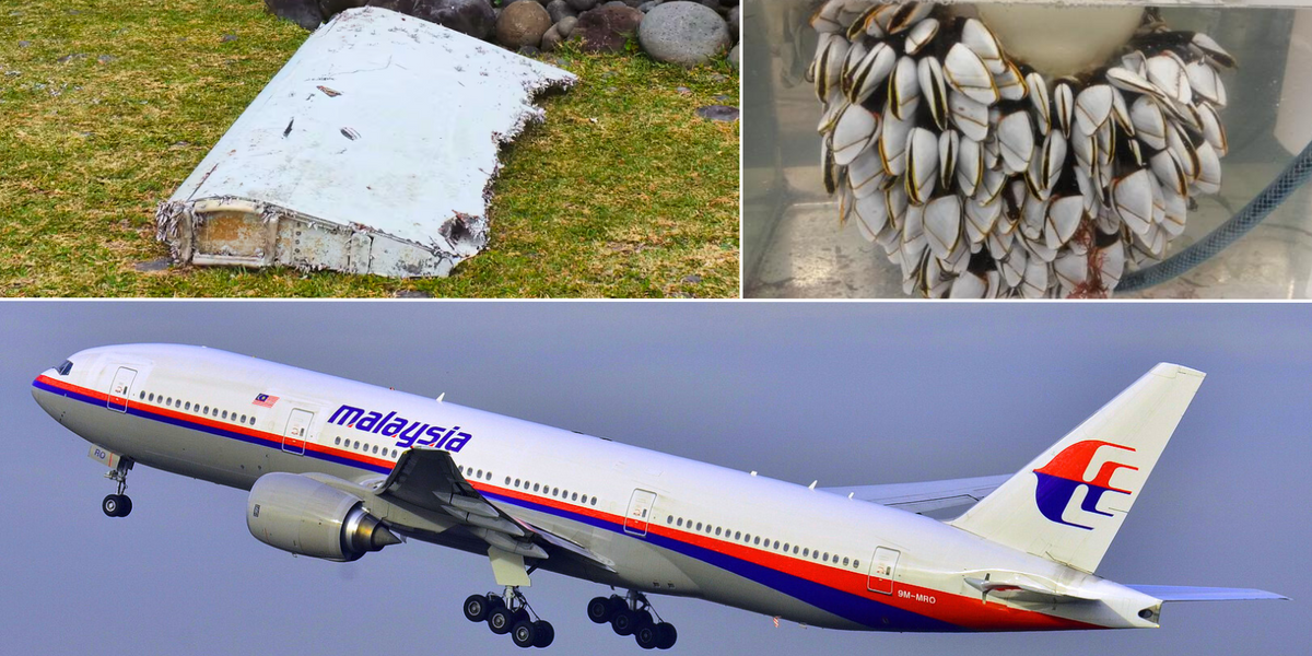NextImg:MH370 breakthrough: Scientists think tiny sea creatures found on debris will help find missing aircraft
