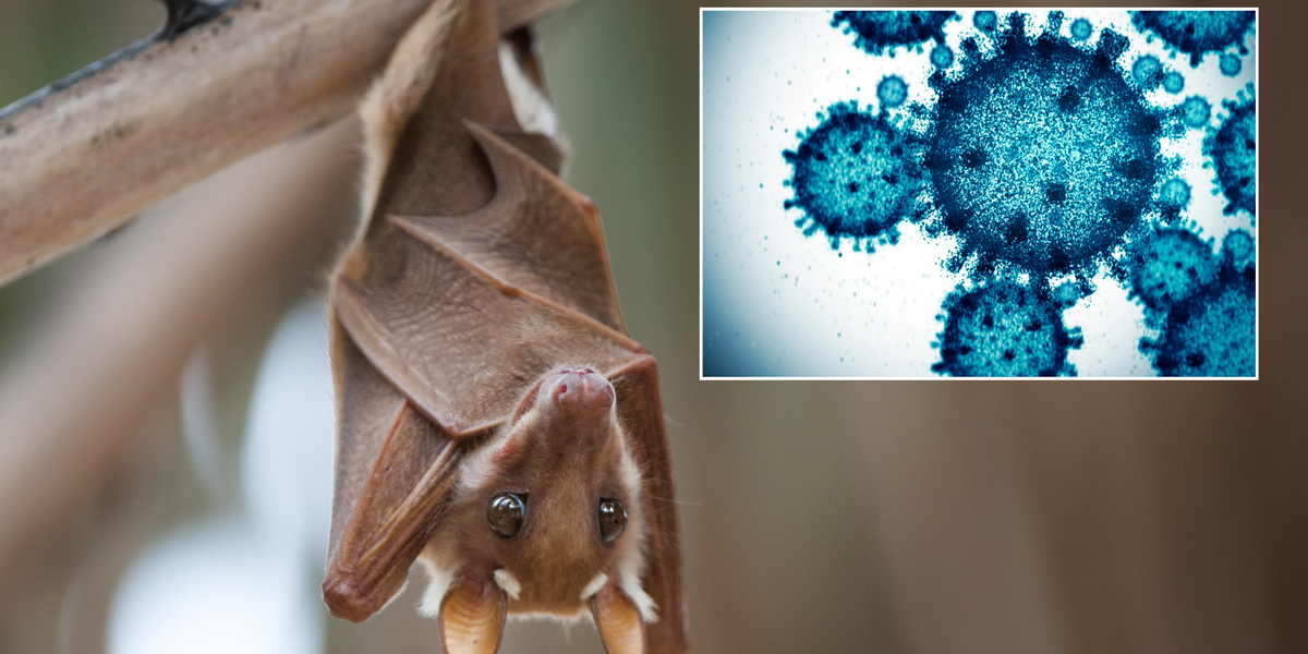 NextImg:Chinese researchers discover a Covid-like virus in bats that could spread to humans