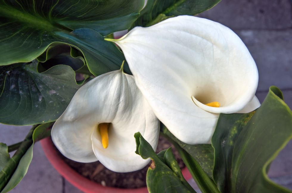 peace lilies stock image