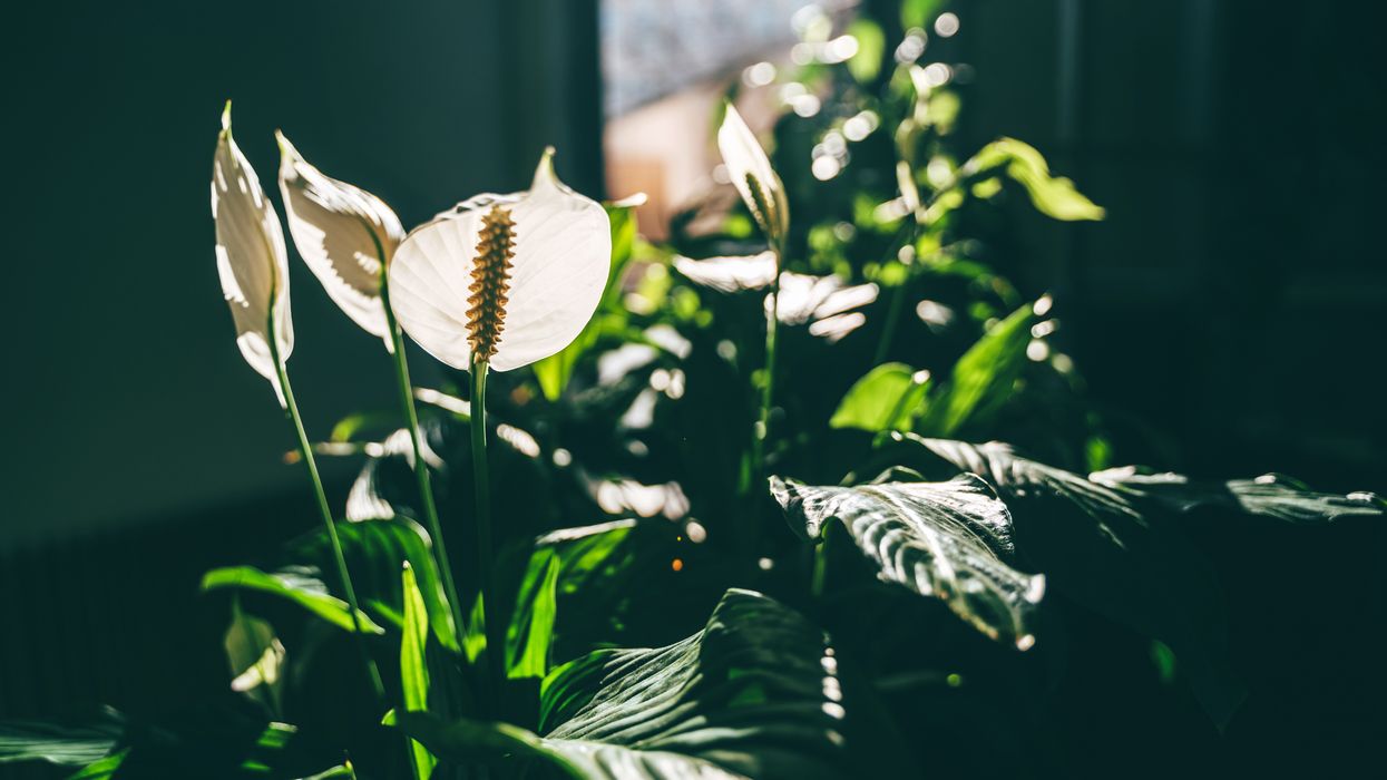 peace lilies