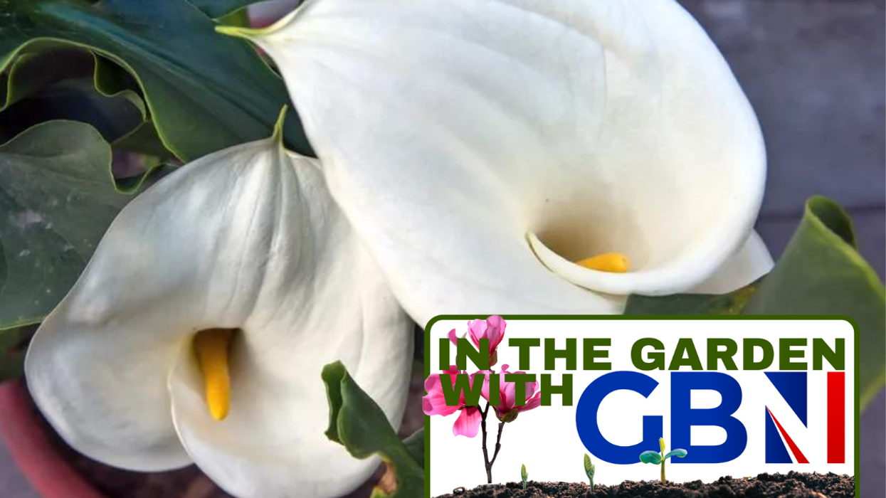 Peace lilies