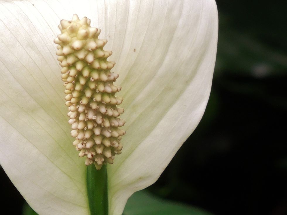 Peace lily close up