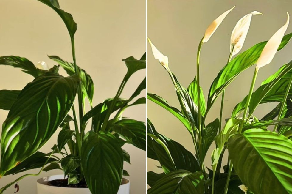 PEACE LILY PLANT GROWTH