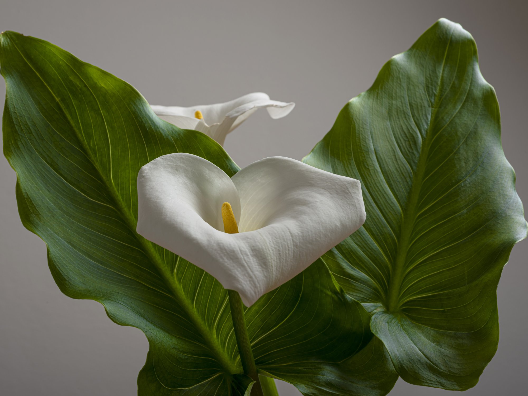PEACE LILY PLANT