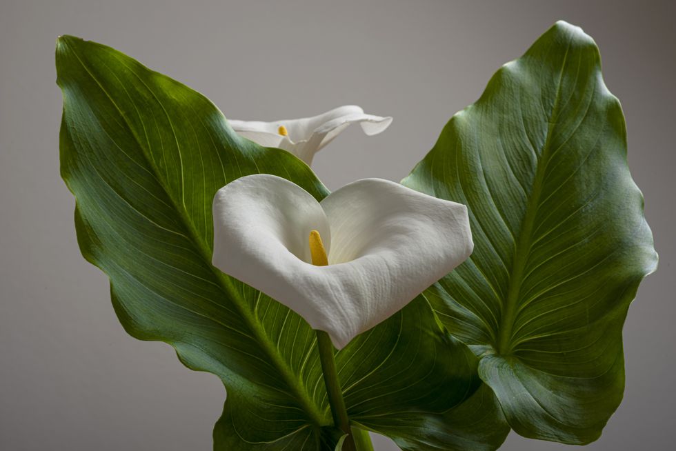 PEACE LILY PLANT