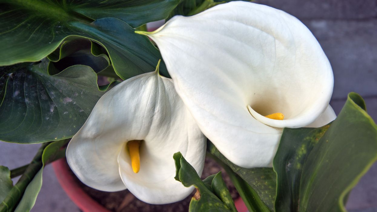 peace lily plants