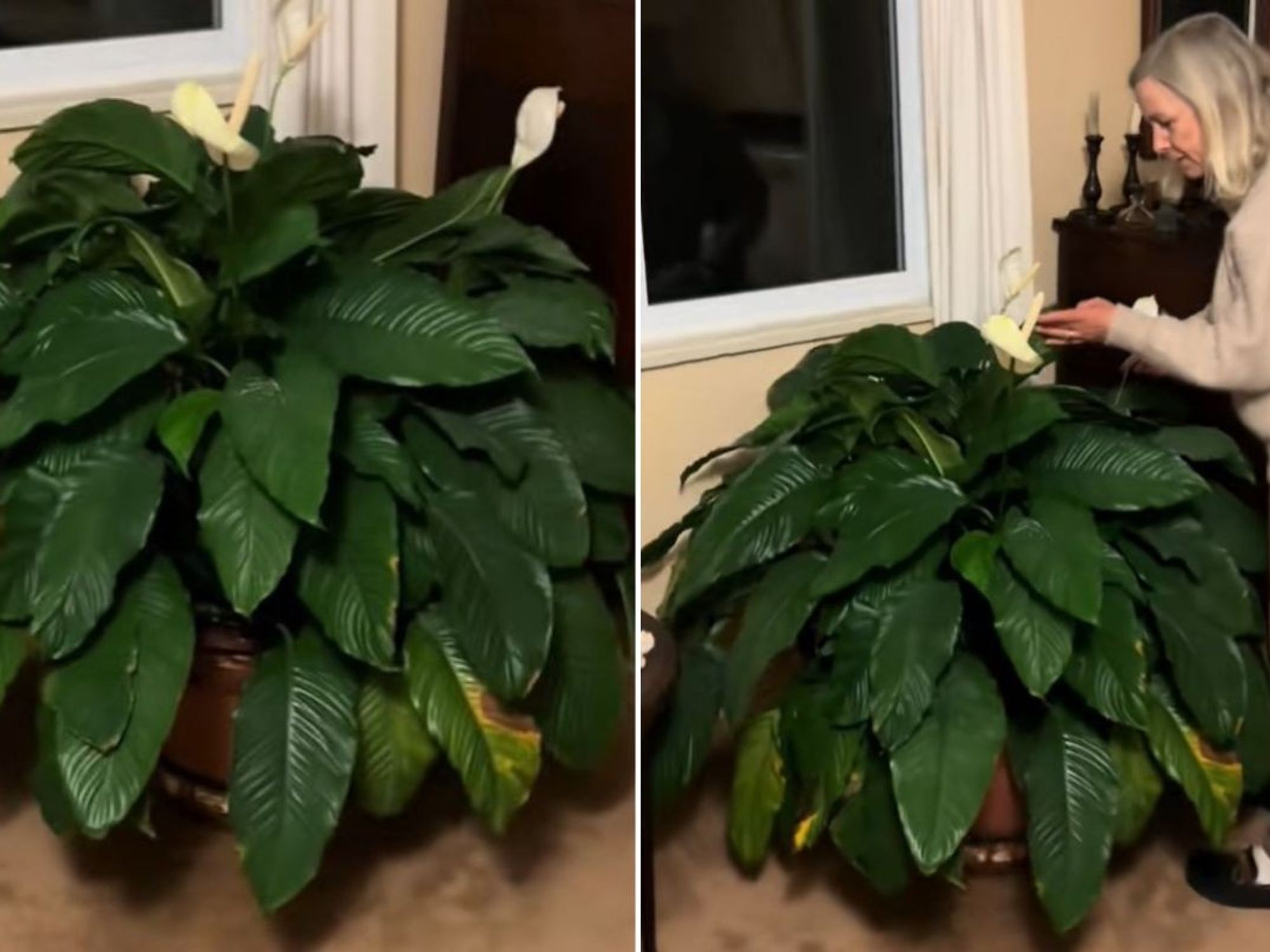 Peace lily plants