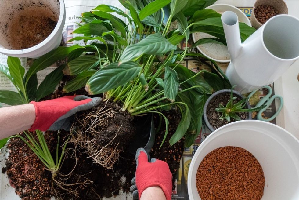 peace lily potting