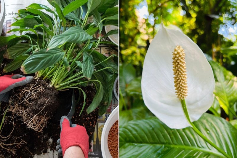swiss cheese plant Monstera Deliciosa Swiss Cheese Plant Seeds main image 0