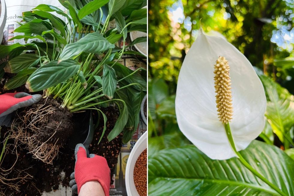 peace lily repotting and plant