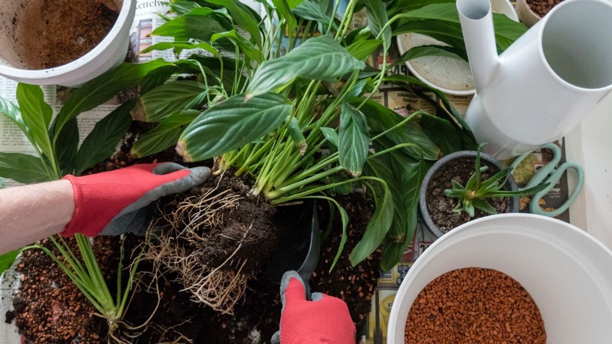 peace lily repotting