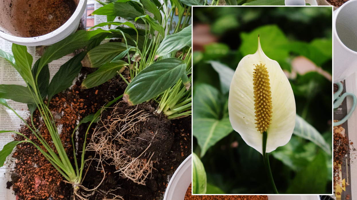 peace lily stock images