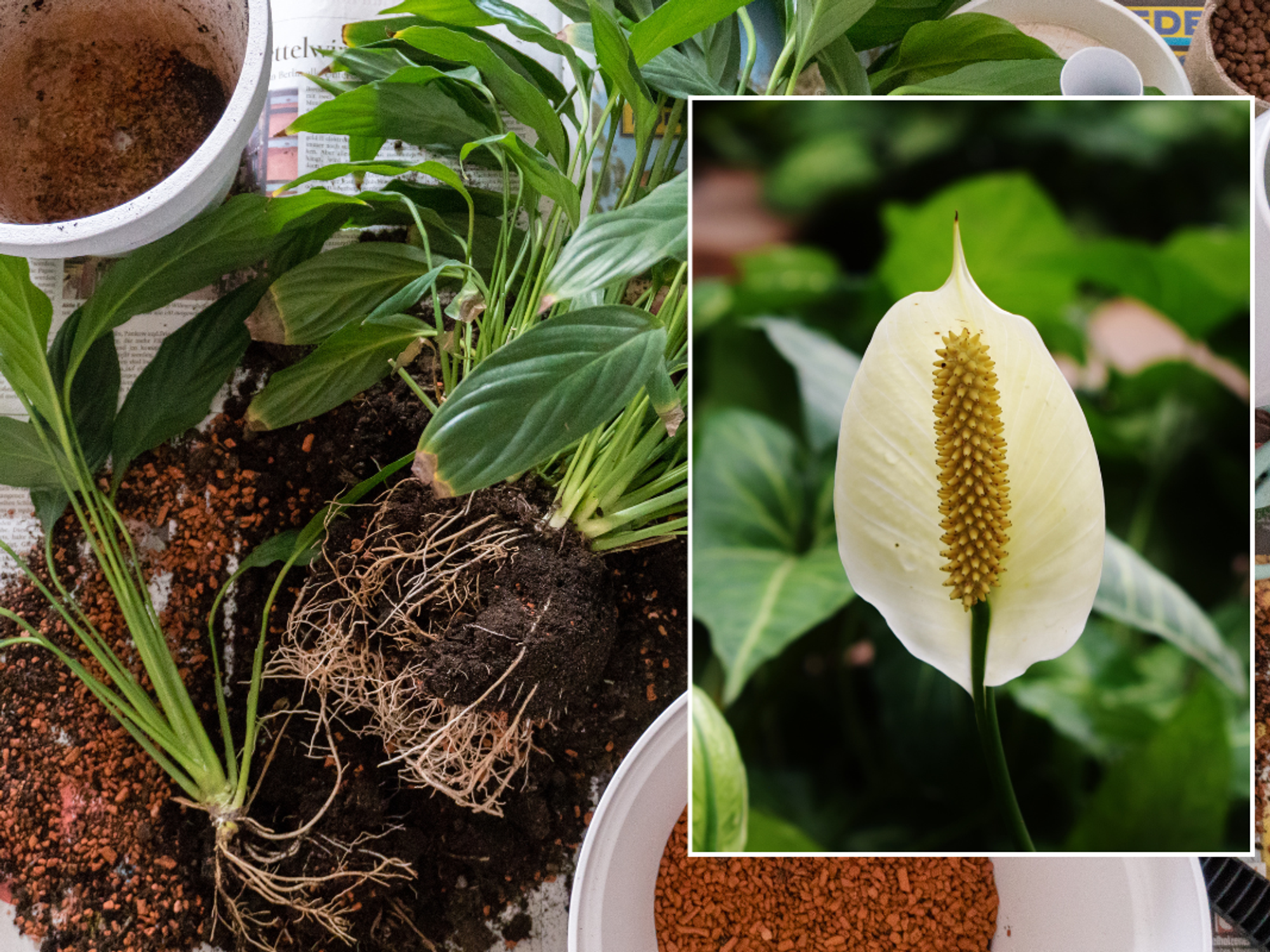 peace lily stock images