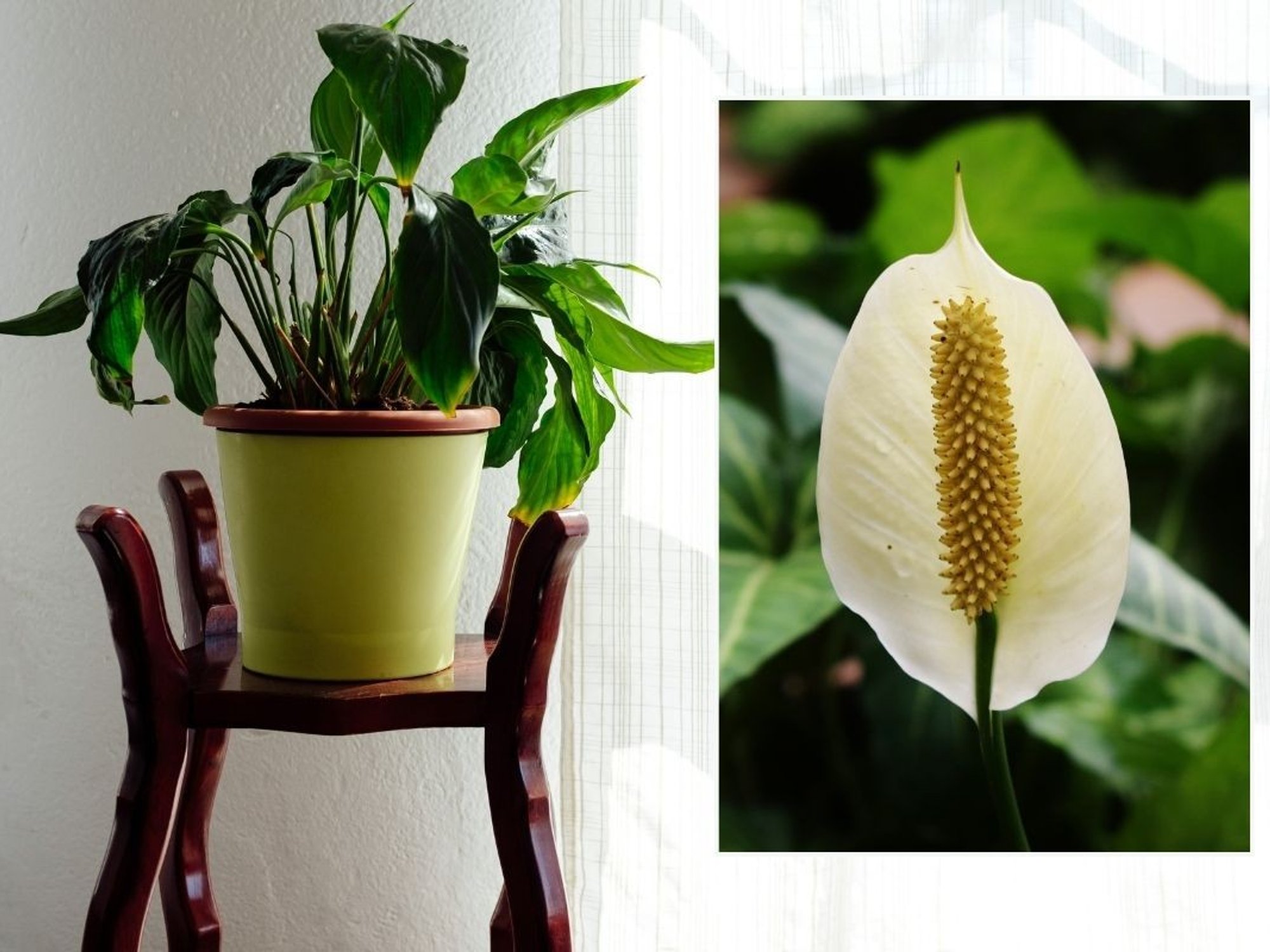 peace lily