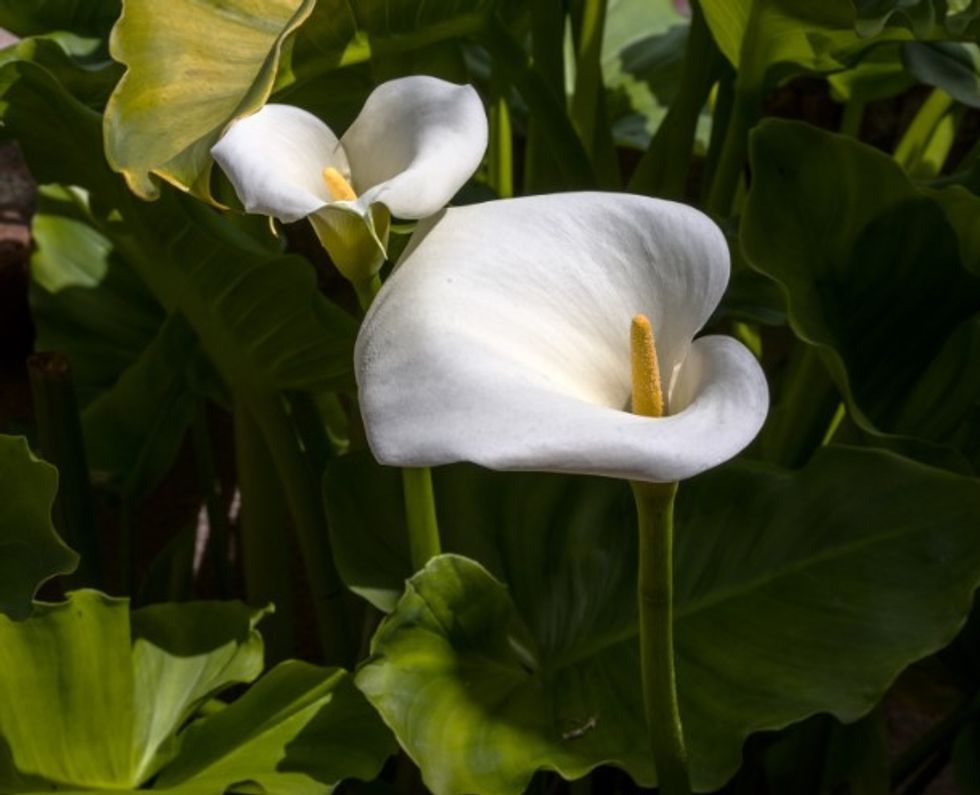 Peace lily